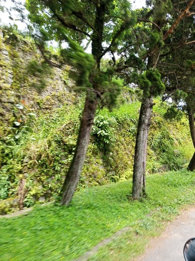 This image displays a natural landscape in Palasari, Indonesia, captured with significant motion blur, indicating camera or subject movement. The foreground features a vibrant green grassy slope descending towards the lower right, where a section of a dark-toned road or path is visible. A portion of a vehicle's side mirror is discernible in the extreme bottom right corner. In the midground, multiple tree trunks with visible bark textures stand upright. Their branches and foliage exhibit substantial horizontal blurring, forming green streaks against the lighter background. Behind these trees, dense green vegetation, including ferns and various plants, covers the sloped terrain. The background is dominated by a robust stone retaining wall, extensively covered with moss and other green flora. Additional trees and foliage are visible above and beyond this wall under an expansive sky. No individuals are present in the scene.