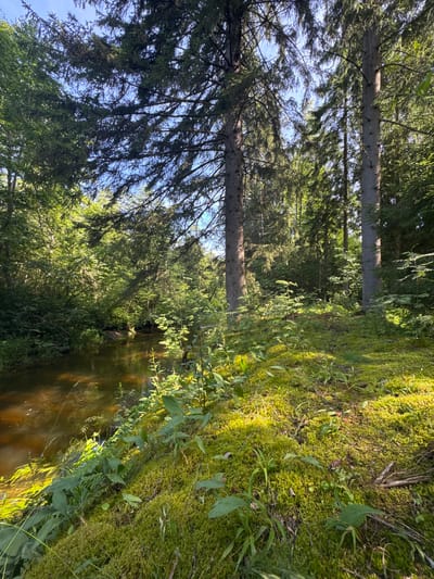 The image depicts a serene natural scene within the city of Zelonaya Dolina, Russia. A shallow, narrow river flows gently through a dense forest. The river's water is a murky brown, reflecting the surrounding foliage and dappled sunlight. The riverbanks are lush with vibrant green moss, which also carpets the forest floor. Tall, mature coniferous trees dominate the landscape, their branches forming a canopy that filters the sunlight, creating a play of light and shadow on the ground. Various smaller plants and ferns grow along the mossy banks, adding texture and depth to the scene. The sky above is clear blue, with hints of sunlight breaking through the trees. The overall impression is one of a tranquil and untouched natural environment within the urban setting of Zelonaya Dolina. There are no people or animals visible in the image.