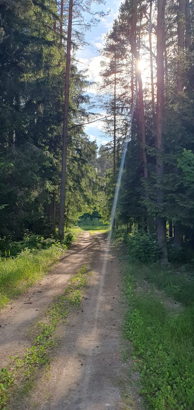 The image shows a dirt path through a forest in Puncene, Latvia. The path is lined with tall green trees, some of which are pine trees. Sunlight streams through the canopy, creating rays of light that illuminate the path. The ground is covered with dirt and some patches of grass. The overall impression is one of a peaceful, natural setting.
