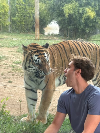 The image captures a forensic view of an interaction between a human and a tiger at the Zoo da Maia in Cidade da Maia, Portugal. An adult Bengal tiger, distinguished by its orange and black striped fur and white facial markings, stands upright on a dirt ground with sparse grass, directly facing a transparent barrier. The tiger's mouth is open, teeth are bared in a snarl, and whiskers are flared. In the immediate foreground, a male human, appearing in his 20s or 30s with short, curly brown hair and wearing a plain blue t-shirt, faces the barrier with his mouth agape, seemingly mimicking the tiger's expression. A thin, dark wire or cable extends horizontally across the frame at the eye level of both subjects, positioned between them and the transparent barrier. The background consists of dense green bamboo foliage, a visible wooden utility pole, and a lighter, undefined area further in the distance. The scene is outdoors, illuminated by natural light.