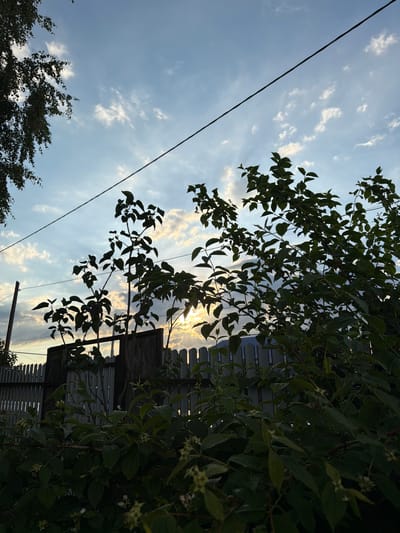 The image captures a view looking upwards towards the sky, with foliage and a fence in the foreground and mid-ground. A power line cuts diagonally across the frame from the upper left to the lower right. The sky is a clear blue with scattered white clouds, some of which are illuminated by the setting sun, creating a warm glow. The sun itself is partially visible behind the leaves of a tree and the top of a fence, suggesting it is late afternoon or early evening.
The foliage appears to be from a tree or large bush, with dark green leaves and some small white flowers visible in the upper right section. The leaves are backlit by the sun, giving them a translucent quality. To the right of the foliage, a grey corrugated metal fence is visible, with a wooden structure attached to it. In the lower left corner, the tops of other trees are silhouetted against the sky.
The overall impression is one of a peaceful, outdoor scene in a rural or suburban setting, likely in Sukhodol, Russia, given the location context. The lighting and clouds suggest a pleasant, possibly warm day drawing to a close. There is no text visible in the image.