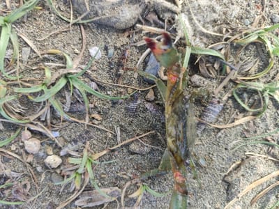 The scene is an overhead view of sandy terrain, interspersed with patches of green grass and dry leaf litter. A crab-like decapod crustacean, dark green-brown with prominent red markings on its leg joints and claw tips, occupies the right side of the frame, appearing to be held or actively moving upward from the sandy substrate. Small, irregular pebbles, fragmented organic debris, and numerous gastropod shells are scattered across the ground. Natural light illuminates the scene, consistent with a coastal or estuarine environment in Neuheun, Indonesia. No human presence is visible.