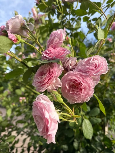 The image captures a close-up view of a cluster of blooming pink roses. The roses are the primary subject, displaying multiple layers of petals with varying shades of pink. Green leaves and stems surround the flowers, providing a backdrop and context. The setting appears to be outdoors, with dappled sunlight filtering through the foliage. No people or specific actions are visible in the frame. There is no definitive evidence in the image to confirm the location is Glojene, Bulgaria.