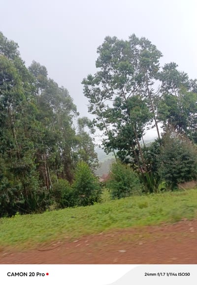 The image depicts a landscape view of lush green trees and vegetation in the city of Nguroje, Nigeria. In the foreground, a dirt road with reddish-brown soil is visible, bordered by a vibrant green grassy area. The middle ground is dominated by a dense forest of tall, slender trees with green foliage. The background shows a hazy view of rolling hills and more trees, suggesting a rural or semi-rural setting. The sky is overcast, creating a soft, diffused light across the scene. There are no people or animals visible in the image. The photograph also displays text overlay indicating "CAMON 20 Pro" and camera settings "24mm f/1.7 1/114s ISO50".