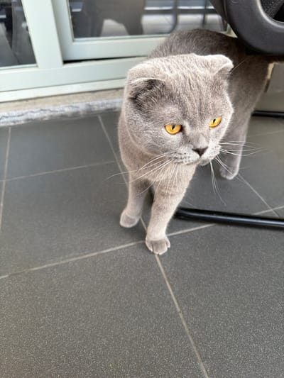 This is a vertically oriented, close-up, high-angle shot of a light grey Scottish Fold cat. The cat has bright yellow eyes, prominent white whiskers, and folded ears characteristic of its breed. It is lying on a grey tiled floor, appearing to be indoors or on a covered patio, with a sliver of a white door frame and a dark metal chair leg visible on the left and right edges of the frame respectively. The cat is positioned in a relaxed pose, with its body slightly angled towards the viewer. The lighting suggests it is daytime, with shadows indicating the direction of the light source. The overall mood is calm and perhaps inquisitive, given the cat's direct gaze towards the camera. There is no visible text in the image. The location context is Turnhout, Belgium.