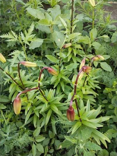 This is a close-up, high-angle photograph of a garden in Зелёное, Russia, featuring several lily buds and lush green foliage. The lily buds, in various stages of development, display a color gradient from pale yellow to deep red at their tips. They are supported by dark red stems. The surrounding environment is densely packed with various green plants, including broad leaves and feathery dill-like foliage. The lighting suggests it is daytime, likely overcast or with diffused sunlight. There are no people or animals visible in the image. The overall impression is one of a thriving, overgrown garden.