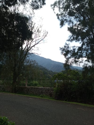 The image presents a view in Ambositra, Madagascar. A dark asphalt or gravel road occupies the lower third of the frame, extending from the lower-left to the lower-right, bordered by a strip of green grass. A low stone wall, constructed from dark, irregularly shaped stones, spans horizontally across the midground, supporting a dark metal fence composed of vertical bars. Behind this barrier, a dense growth of green vegetation is visible, with a blue object partially discernible within the foliage on the right side. The background is dominated by a range of densely forested mountains, which appear hazy and recede into the distance. The sky above is bright and overcast. Silhouetted branches and foliage from large trees frame the upper and side portions of the image, partially obscuring the sky and the distant mountain range. No individuals, animals, or active subjects are present.