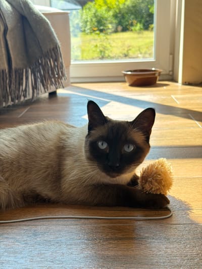 A close-up, vertically oriented shot shows a Siamese cat resting on a wooden floor. The cat's fur is light brown with darker points on its ears and face, and it has striking blue eyes. It is holding a fluffy, round toy in its paws. Sunlight streams in from the left, casting long shadows across the floor.
In the background, a window offers a view of lush green foliage, suggesting an outdoor scene on a bright day. To the left of the cat, a textured blanket is draped over an unseen object, possibly a piece of furniture or a box. A small, brown ceramic bowl is perched on the windowsill. The overall impression is one of a relaxed domestic setting, likely during daylight hours.