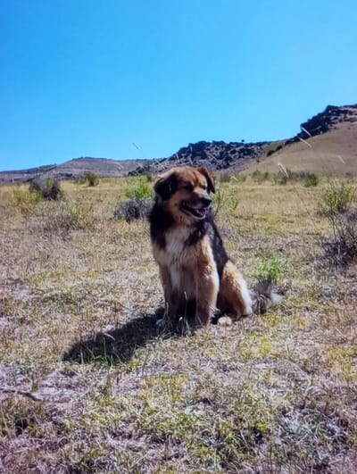 In Aktash, Uzbekistan, a medium-sized dog with brown, black, and tan fur is seated upright on arid ground under a clear blue sky. The dog faces slightly to the viewer's right, its mouth slightly open with the tongue visible, and its eyes are narrowed. A pronounced shadow from the dog extends to its left. The immediate foreground consists of dry grass and dirt with scattered green vegetation. The midground features rolling hills covered in sparse, dry vegetation and some rocky terrain. The background is a solid, cloudless blue sky.