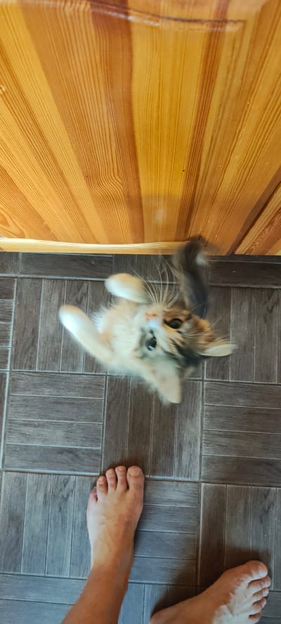 In Малая Листовка, Russia, an overhead, vertical-oriented image captures a fluffy, calico kitten in mid-air, paws outstretched as it playfully leaps upwards towards a wooden surface. The kitten's fur is a mix of white, orange, and black, and its eyes are wide and curious. Below the kitten, the floor is tiled with a wood-grain pattern in shades of grey and brown. In the foreground, a person's bare feet are visible, one resting on the tiled floor, suggesting the kitten's playful leap is directed towards its owner. The wooden surface above appears to be part of a door or a wall, with vertical planking in various shades of yellow and brown. The lighting is bright, illuminating the scene.