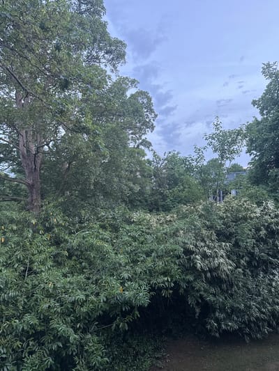 The image depicts a view upwards through trees towards a cloudy sky in Stevenage, United Kingdom. The trees are a mix of broadleaf varieties, with dense green foliage dominating the right side of the frame and extending into the upper portion. A structure (possibly a building or tower) is faintly visible through the foliage in the middle-upper region. The sky is overcast with light and dark grey clouds. There is no indication of people, actions or interactions. The environment appears to be a park or wooded area.