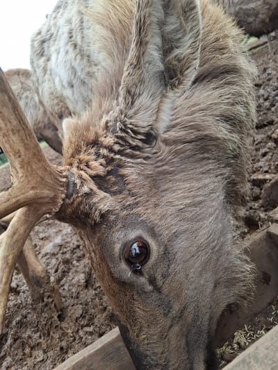A close-up, high-angle shot captures the head and upper body of a deer, likely a red deer or a similar species, in Ludorvai, Russia. The image is oriented vertically, showing the deer's profile. Its fur is a mix of light brown and tan, appearing thick and shaggy, with some darker, reddish-brown patches visible around the base of its antlers and neck.
The deer's large, dark brown eye is prominent, with a noticeable reflection of light indicating a bright, daytime setting. A small, shiny discharge or reflection is visible at the inner corner of the eye. The deer's expression appears calm and observant, looking towards the viewer.
Part of a robust, light brown antler with branching tines is visible in the lower central part of the frame, emerging from the deer's head. The area around the antler base shows a rougher texture of fur, possibly velvet that is shedding or has recently shed.
The background consists of dark, muddy ground with patches of lighter brown earth. Scattered throughout the mud, particularly near the deer's head on the right, are small, light-colored grains, possibly feed like oats or straw. A weathered wooden plank or structure is visible on the far right, suggesting an enclosure or pen. No people or text are visible in the image.