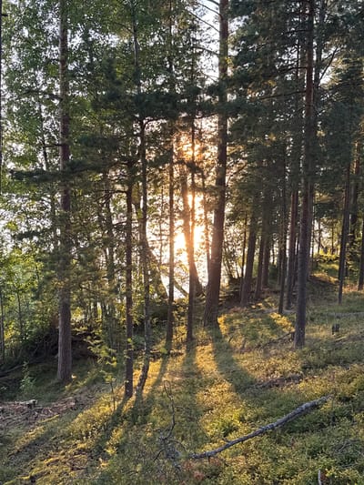 The image depicts a forest scene in Priladozhskoe, Russia, characterized by tall coniferous and deciduous trees. The sun is setting, casting long shadows across the mossy ground and illuminating the trunks of the trees. The undergrowth consists of low bushes and small plants, with some fallen branches visible. The overall impression is one of a tranquil natural environment during golden hour.