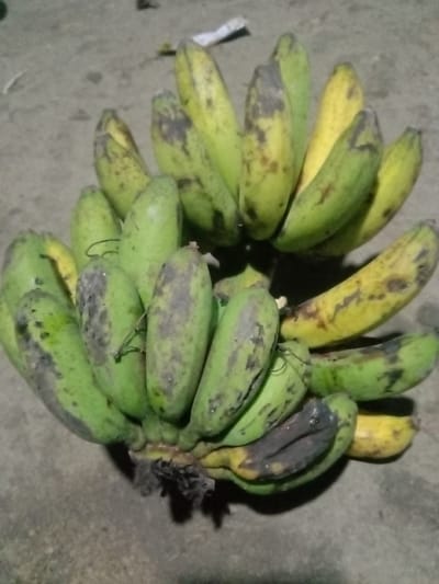 A bunch of bananas, some green and some yellow with brown spots, are laid out on a concrete surface. The bananas appear to be slightly bruised and one of them at the bottom is partially blackened and soft. The lighting is dim, suggesting it might be evening or indoors. The location is identified as Gampong Teungoh, Indonesia. There are no people visible in the image.