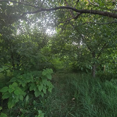 The image shows a dense, green forest scene with a narrow, unpaved path winding through it. Lush foliage from trees and undergrowth dominates the frame, with dappled sunlight filtering through the leaves, creating a shaded, natural environment. The path appears to be well-trodden, suggesting it is frequently used. The overall impression is one of a secluded, natural area. There are no people or animals visible in the image. The specific location within Bash-Kara-Suu, Kyrgyzstan, cannot be determined from the image alone.