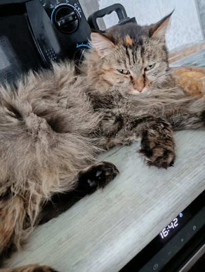A long-haired, brown tabby cat is lying on a light-colored wooden surface, next to a black appliance with a digital clock displaying "16:42". The cat is curled up and appears to be sleeping or resting, with its head turned to the side and its eyes partially closed. Its fur is thick and fluffy, with distinct tabby markings on its face and paws. The background shows parts of the black appliance, which appears to be a microwave or oven, and a blurred background that suggests an indoor environment. There is no indication of the location being in the city of Nizhnetroitsky, Russia, as the image provides no such context.