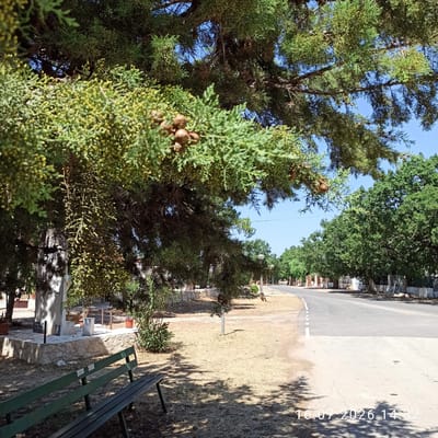In Grumo Appula, Italy, on July 16, 2026, at 2:32 PM, a roadside scene unfolds under a clear blue sky. A dark green wooden bench is positioned in the foreground, casting a dappled shadow on dry, light-colored ground covered in sparse vegetation. To the left, a monument or memorial stone structure stands, constructed with light-colored stone blocks at its base and a lighter, possibly concrete, upper section. Several potted plants are visible around the monument, including one with red flowers.
Dominating the upper portion of the image are the branches and foliage of a large evergreen tree, possibly a cypress, with numerous small, light-colored seed pods or cones. The branches hang low over the scene, creating more shadows.
To the right, a paved road curves away into the distance, bordered by a dry, grassy verge. The road has a white dashed line marking its edge. Lining the road on the right are numerous trees with dense green foliage, creating a treelined avenue. In the background, there are hints of low buildings or structures with white walls and tiled roofs, possibly residential or commercial. Streetlights are visible along the right side of the road. The overall environment appears to be a public area or a quiet road within the town.