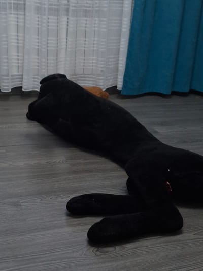 This is a media file depicting a stuffed animal, likely a plush toy, lying on a wooden floor. The toy is predominantly black, with a lighter brown or tan section visible near its head or body. It appears to be a large stuffed animal, possibly a cat or a similar creature, with elongated limbs. The floor is made of grey wooden planks, showing a wood grain pattern. To the left of the toy are blinds, with a section of teal-colored blinds layered above sheer white blinds. The lighting suggests an indoor setting, with no specific time of day or weather conditions discernible. The scene is static, with no activity taking place beyond the placement of the object. There is no visible text in the image. The location context of Biryusinsk, Russia, does not provide further visual cues within the image itself.