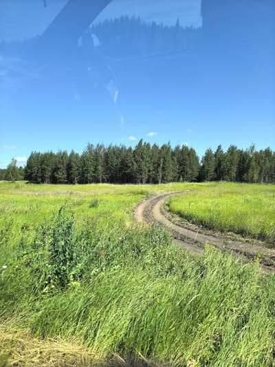 The image depicts a rural scene under a clear blue sky with a reflection of trees and possibly a vehicle in the upper portion. In the foreground, tall, green grass dominates the frame, with some dry, yellowed grass also visible. A dirt road, showing tire tracks and muddy patches, curves through the grassy field. In the background, a dense line of green trees forms a forest edge. The overall impression is of a bright, sunny day in a natural, undeveloped area. This scene is located in the Priгородный District of Kazakhstan.
