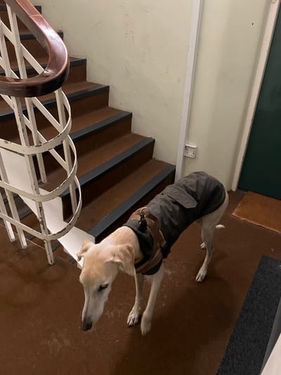 A tan greyhound dog wearing a brown jacket and harness is standing on a landing at the top of a staircase. The stairs are brown with grey trim and a white spiral handrail with a dark wood cap. The walls are off-white. There is an electrical outlet on the wall near the stairs. The landing floor is brown with some dark grey matting in the upper right corner.