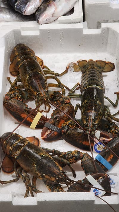The image shows a close-up, overhead view of a styrofoam container filled with lobsters and ice. Four lobsters are clearly visible, with their shells a mix of dark brown and orange. Some lobsters have bands around their claws. In the background, at the top of the image, several whole fish are also visible, packed in ice. The overall scene suggests a fish market or seafood display. The image is taken from a high angle, focusing on the lobsters.