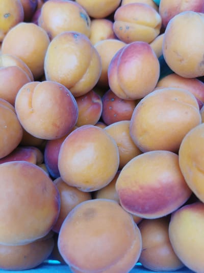 A close-up, overhead view shows a pile of ripe apricots. The apricots are predominantly orange with some showing blush of red. They are plump and round, some with a visible cleft running down the center. The texture appears smooth and slightly fuzzy. The background is a blurred mix of more apricots and a hint of a blue surface at the bottom of the frame. The image depicts a healthy harvest of fruit, likely at a market or from an orchard.