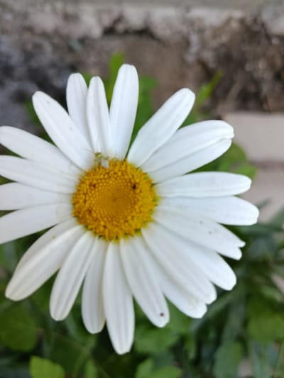 A close-up, vertical shot shows a white daisy with a yellow center. A small, light green insect, possibly a spider or a young insect, is perched on the daisy's petals near the yellow center. The background is blurred, showing a rough, grey textured surface above and green foliage below. The scene is likely outdoors, possibly in a garden or natural area. The image does not provide any specific details to indicate its location in the city of Kentau, Kazakhstan.