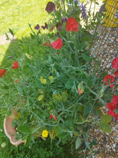 The image depicts a close-up view of sweet pea plants with vibrant red and purple flowers, along with green foliage and tendrils. The plants are growing in what appears to be a garden setting, with gravel and grass visible in the background. A terracotta pot edge is partially visible on the left, and a yellow mesh fence is to the right. A single yellow dandelion is also present among the green leaves. The scene is brightly lit, suggesting daylight. No people or specific landmarks are identifiable that would place this scene in Horsham, United Kingdom.