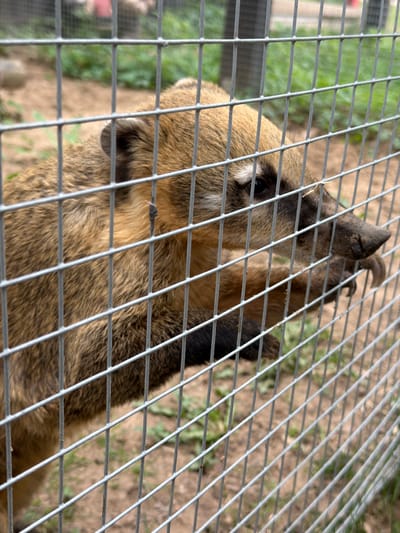 A medium shot shows an animal, possibly a groundhog or similar rodent, positioned behind a wire cage. The animal's head, body, and paws are visible, with its dark eyes and fur predominantly brown in color. The wire cage is close to the camera, obscuring parts of the animal. The background appears to be a mix of dirt and vegetation, possibly in an outdoor enclosure. The setting is likely an animal park or similar location. No people are visible. It is not possible to definitively confirm the location as Ķekava, Latvia based on this image alone.