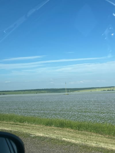 The image captures a rural landscape in Verkhnee Turovo, Russia, under a bright blue sky with thin, streaky clouds. A vast field, densely populated with small, light blue flowers, dominates the midground. The field stretches towards a distant treeline that forms a dark green horizon. Two tall, slender white poles are visible in the field, appearing to be markers or part of an agricultural installation. In the foreground, a strip of green grass and a gravelly road are visible. A portion of a black car's side mirror is captured in the lower left corner, indicating the photograph was taken from inside a vehicle. The overall scene conveys a sense of open space and agricultural activity.
