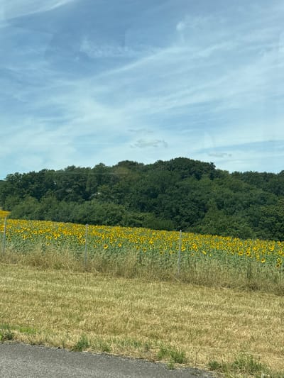 A wide, low-angle shot captures a field of sunflowers stretching horizontally across the frame, bordered by a fence and a dense forest on a distant hill. The sky above is a soft blue with wispy white clouds. In the foreground, a dry, grassy field transitions to a paved road at the bottom left corner. The sunflowers, facing upwards, create a vibrant yellow carpet against the green foliage of the trees. The scene appears to be a rural landscape, possibly in Manheulles, France, given the context.