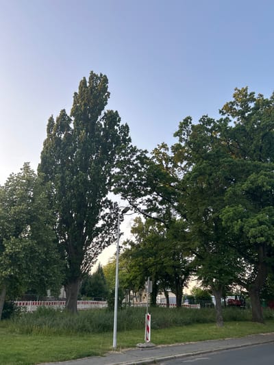 The image shows a street view in Schöningen, Germany. In the foreground, there is a sidewalk and a road. Behind the sidewalk, there is a grassy area with tall weeds and various trees. In the background, there is a construction site with white and red barriers, and several trees. A lamppost is visible on the right side of the image. The sky is clear and light blue.