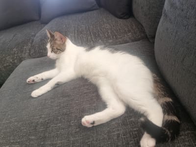 A medium shot captures a calico cat with white, brown, and black fur lounging on a dark gray, textured couch. The cat is positioned on its side, facing left, with its head turned towards the left edge of the frame. Its eyes are open, and it appears relaxed. The cat's front paws are extended forward, with visible pink paw pads and black spots on one. Its back legs are bent and tucked underneath its body. The cat's tail, a prominent feature, is curled around its body and displays a distinct pattern of black and brown stripes against a lighter background. The couch cushions are a dark gray, and the fabric has a visible weave. The background consists of more couch cushions, also dark gray, with some appearing slightly darker and more shadowed. The lighting suggests an indoor environment, possibly daytime, with soft illumination. No text is visible in the image. The setting appears to be a home environment in Carlisle, United Kingdom.