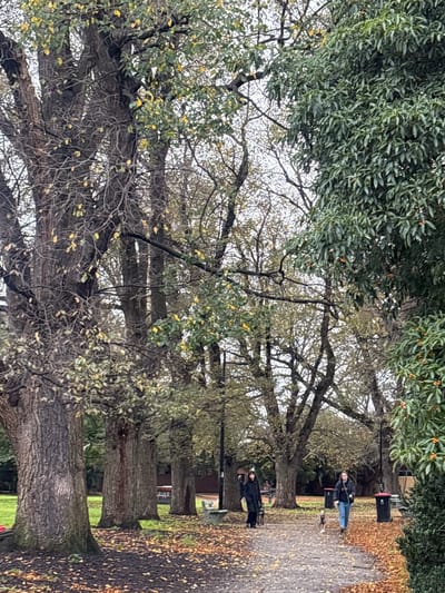 Two individuals are walking their dogs on a paved path in a park lined with mature trees. The foliage on the trees displays autumnal colors, with many leaves on the ground, suggesting the season is autumn. The overall scene depicts a peaceful, outdoor setting within a city park. This park is likely Nicholson Street, Brunswick East, Australia, as indicated by the presence of large mature trees common to this area and the general landscape. One person, wearing a dark coat and hat, is walking a black dog on a leash, moving from right to left relative to the viewer. The second person, wearing a dark jacket and jeans, is walking a lighter-colored dog on a leash, moving from left to right. Two red and black trash receptacles are visible on the right side of the path.