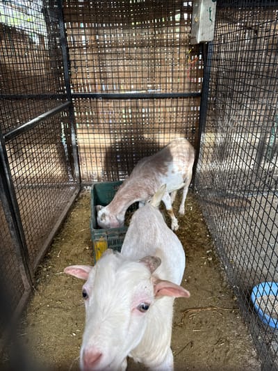 A high-angle shot captures two goats within a metal cage, possibly on a farm in Nashik, India. One goat, white with pink ears and nose, occupies the right side of the frame, its head prominently featured. The second goat, white with brown spots, lies prone on the left side of the frame. They are positioned on a dirt floor littered with organic debris. A blue feed bowl sits in the upper right corner of the cage. The cage has wire walls and a bamboo roof, with a junction box and electrical wires visible. A green plastic crate is also present.