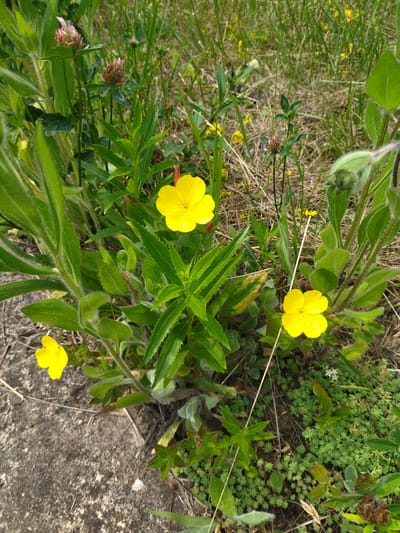The image is a close-up, eye-level shot of wildflowers growing near a concrete surface. The scene is dominated by lush green foliage and several bright yellow flowers, likely evening primroses, with delicate petals. One prominent yellow flower is in the upper center of the frame, with another slightly below and to the right. A smaller yellow flower is visible on the left, near the concrete. In the background, there is dry grass and some pinkish-red clover flowers. A few unopened flower buds are also visible among the greenery. The concrete edge, likely part of a path or road, is in the lower left corner of the image. The overall environment suggests a natural setting, possibly a roadside verge or a meadow area within the Падлабенскі сельскі Савет in Belarus. There are no people or animals present in the image.