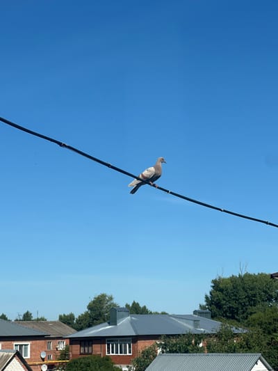 A single pigeon is perched on a black wire against a clear blue sky. The pigeon, predominantly grey with lighter grey and white markings on its wings and chest, is facing left. In the background, below the wire, are rooftops of several buildings, including a brick structure with a white-framed window and a grey metal roof. Further back, green trees are visible. The scene is set in Rasskazovo, Russia.