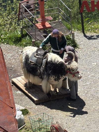 The image shows a yak with a saddle on its back, standing on a wooden platform in Dombay, Russia. Two people are interacting with the yak; one is a woman wearing a green jacket and a purple cap, and the other is a person wearing a grey cap. The background features lush green vegetation, a metal structure with a red-painted support, and a sign with red lettering. The ground is covered with gravel and some shadows are cast on it. In the foreground, a wire basket and a plastic bag are visible.