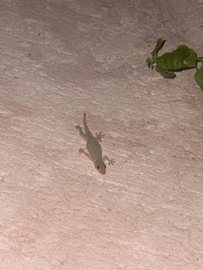 A small, light-toned gecko is observed stationary on a coarsely textured, light beige concrete-like surface, likely a wall or ceiling, within the city of El Nido, Philippines. The gecko is positioned centrally, with its head oriented towards the bottom of the frame and its body elongated, showing all four limbs gripping the surface. In the upper right quadrant, a cluster of green leaves, possibly from a plant, extends into the frame. No human subjects or discernible activity are present. The scene is evenly illuminated.