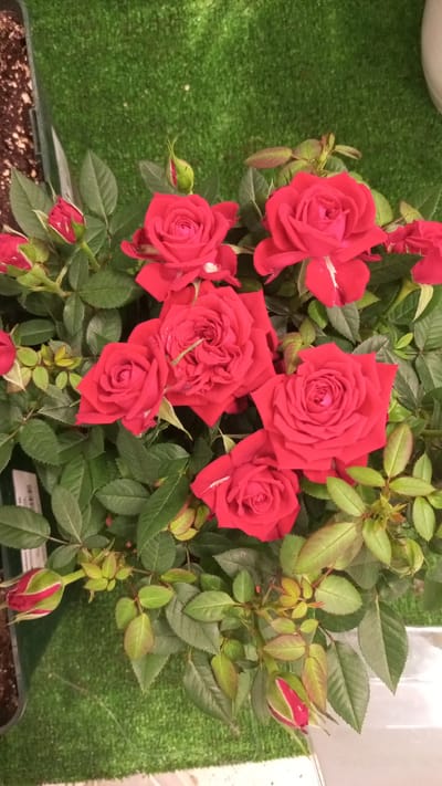 A high-angle, close-up shot showcases a cluster of red roses. Several blooms are fully open, revealing their petals, while others are still in bud form. The roses are interspersed with green leaves, some of which are a lighter shade of green. The roses and leaves are set against a background of green material resembling artificial grass. The image suggests an indoor setting with artificial elements. No people are visible. The location is presumed to be Yudino, Russia.