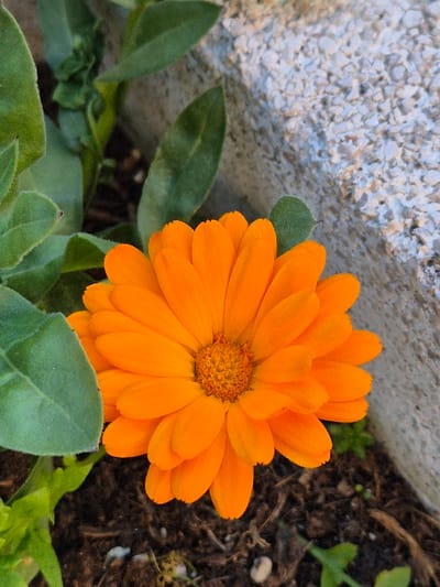 The image captures a close-up of a single, vibrant orange flower, likely a marigold, centered in the frame. The flower displays numerous tightly packed orange petals surrounding a darker orange, textured center. It is rooted in dark brown soil, interspersed with small green leaves and plant debris. To the upper right, a light gray, granular concrete or stone surface forms a textured background element. Additional green foliage is visible on the left side of the frame, partially obscuring the soil. The scene is illuminated by natural light. This flora is situated in Piedrahíta, Spain. No individuals or specific actions are depicted.