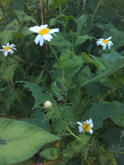 The image shows a close-up view of several white daisies with yellow centers, interspersed with lush green foliage. The daisies are the main subjects, with four clearly visible blooms. One daisy in the foreground is slightly out of focus, while another in the upper left is also blurred. Two other daisies are sharper and more distinct. The surrounding vegetation is dense and varied, with large, broad leaves and some finer, feathery foliage. A single white, unopened bud is also visible. The scene appears to be outdoors in a natural setting, possibly a meadow or garden. The lighting suggests it could be daytime, with the soft light indicating it might be late afternoon or early morning. There are no people or animals visible in the frame, and no text is present. The overall impression is one of natural beauty and tranquility. The location context provided is Kableshkovo, Bulgaria, which suggests a rural or semi-rural European setting.