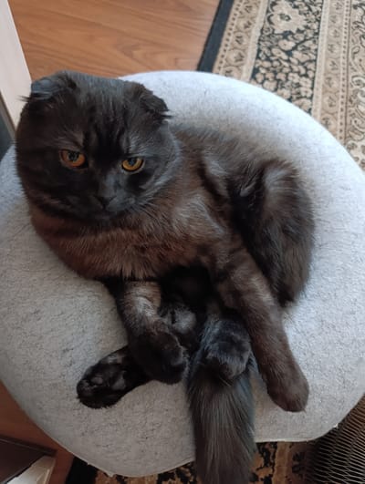 A black cat with folded ears and bright orange eyes is resting on a round, light-colored cushion. The cat is mostly facing the camera, with its body curled up and its paws crossed. The fur appears dark, with subtle hints of reddish-brown in the light. The background shows a wooden floor and a rug with a patterned design. The scene is indoors, with soft lighting, suggesting it might be daytime. The cat's expression seems alert, possibly a bit wary or curious. There is no visible text in the image. The location context provided is Bogotol, Russia.
