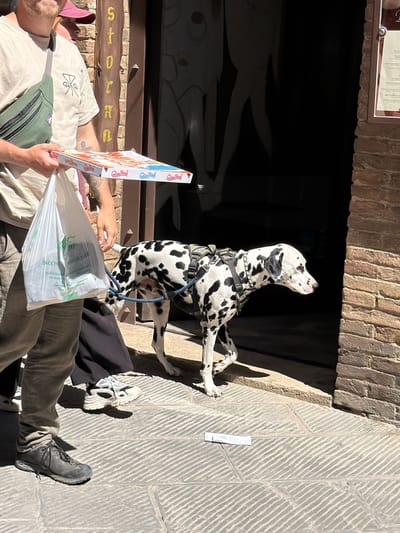 The image shows a man and a Dalmatian dog in San Gimignano, Italy. The man, wearing a light-colored shirt, green bag, and khaki pants, is holding a pizza box and a plastic bag. He is positioned below the dog, seemingly lying down. The Dalmatian is standing on its hind legs, its front paws resting on a stone wall, and is wearing a harness. The background includes a building with a dark entrance, a sign with text, and a paved sidewalk. The location is suggested to be in San Gimignano by the architecture and the overall aesthetic.