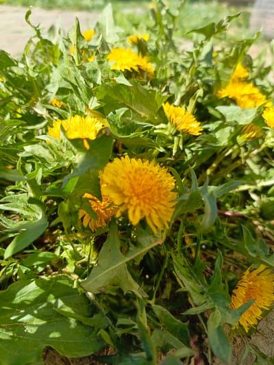 The image depicts a cluster of dandelions (Taraxacum) in full bloom. The flowers are bright yellow and interspersed with jagged green leaves. The scene appears to be outdoors, likely a field or lawn. Location in the city of Gabdyukovo, Russia is not discernible from the image. No people are visible, nor are any specific actions or interactions taking place. The environment suggests a sunny day.