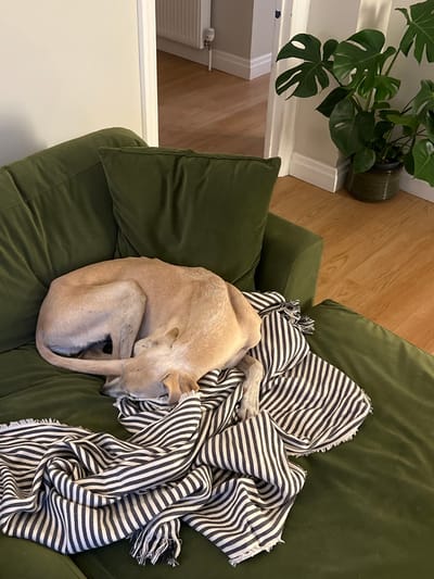 An indoor scene within the Royal Borough of Greenwich, United Kingdom, depicts a light tan dog sleeping curled on a green velvet sectional sofa or chaise lounge. The dog is positioned towards the center-left, with its head tucked under its body, partially covered by a black and white striped blanket with frayed edges. The blanket is draped over the dog and the sofa's seat cushion. To the right, a large Monstera plant sits in a dark ribbed pot on light wooden floorboards. In the background, an open doorway reveals more light wooden flooring and a white radiator against a light grey wall. White baseboards line the walls throughout the visible areas.