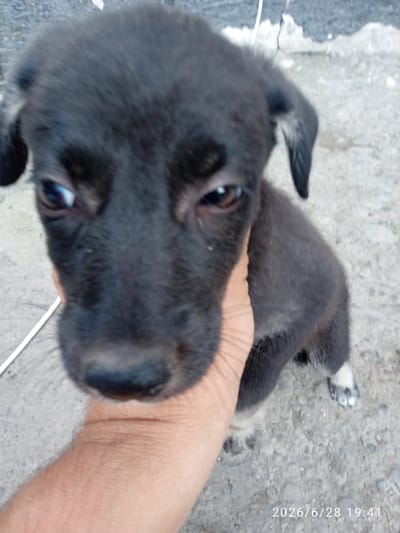 The media file is a close-up photograph of a black puppy being held by a human hand. The puppy is the central subject, with its face dominating the foreground. Its eyes are dark and alert, and its ears are partially visible, one perked and the other folded. The puppy has black fur, with hints of lighter fur on its paws and possibly around its muzzle.
The hand holding the puppy is a person's right hand, with visible skin texture and lines. The background is out of focus, but appears to be an outdoor setting with a rough, possibly concrete or dirt ground. There is a hint of a wall or structure in the upper right corner, and a white cable or wire running from the left side of the frame.
The lighting suggests it is daytime. The photograph is slightly blurry, especially at the edges, focusing attention on the puppy's face. There are no obvious strong emotions conveyed, but the puppy's gaze could be interpreted as curious or attentive.
The bottom right corner of the image contains visible text: "2026/6/28 19:41". This indicates the date and time the photo was taken. Based on the provided location context, the photo was taken in Belovodskoe, Kyrgyzstan.
