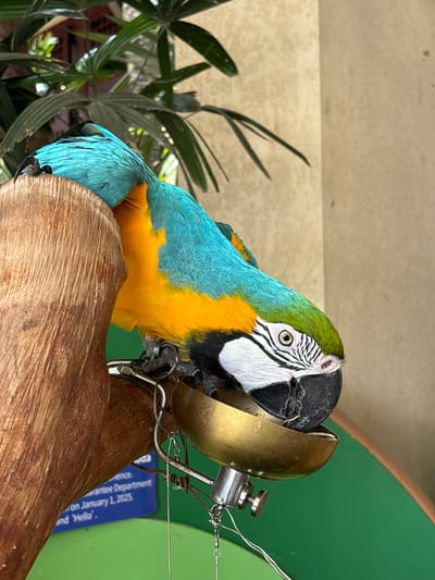 In Xinzheng, China, a blue and yellow macaw with green on its head and white facial feathers is perched on a wooden branch. The macaw is leaning down and appears to be eating from a small, brass bowl attached to a metal mechanism. The background consists of green foliage and a textured beige wall. A portion of a blue sign with white text is visible behind the branch, reading, "Guarantee Department On January 1, 2025. and 'Hello'."