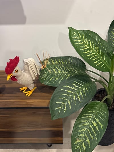 A white, fabric rooster with yellow feet and a red comb sits on a dark wood table in a home in Juriquilla, Mexico. The rooster is positioned to the left of a green houseplant with large, variegated leaves. The plant is potted in a black pot and appears to be a dieffenbachia. There is a wooden object behind the rooster on the table, possibly an incense holder with small sticks sticking out of it. The background wall is white. The room is well lit, and it appears to be a living room or a bedroom.