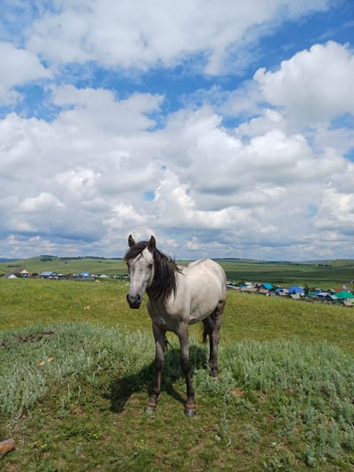 A light gray horse stands in a grassy field, facing the camera. The horse has a dark mane and tail. In the background, there is a village with houses that have colorful roofs. Rolling green hills extend beyond the village. The sky is blue with white, fluffy clouds. The overall scene depicts a rural landscape in the village of Nigamatovo, Russia.